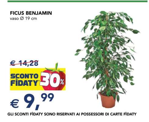 Ficus Benjamin
