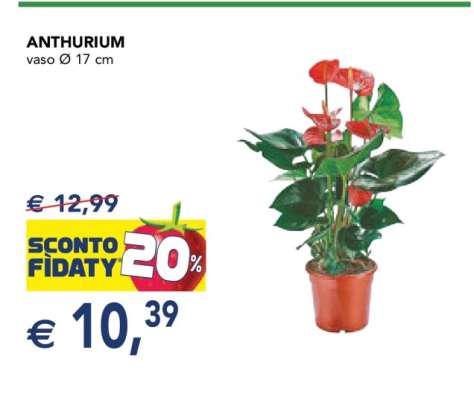 ANTHURIUM