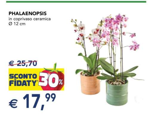 Phalaenopsis