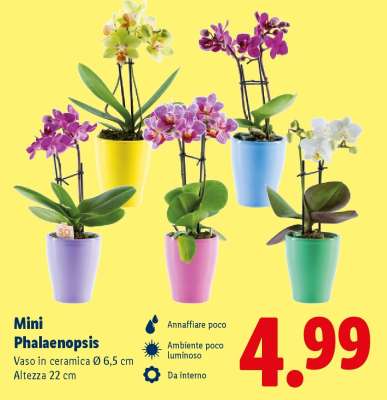 Mini Phalaenopsis