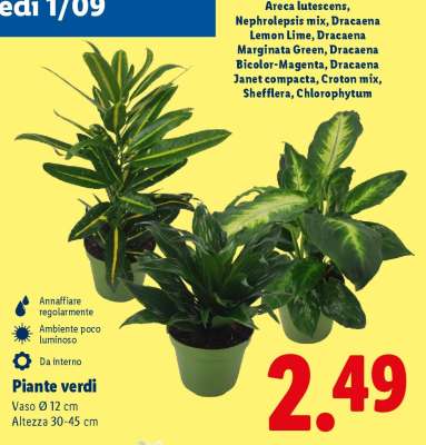Piante verdi