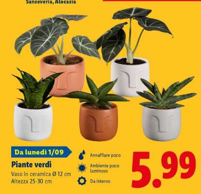 Piante verdi