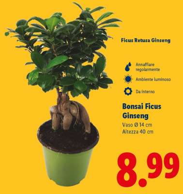 Bonsai Ficus Ginseng