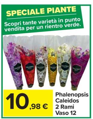 Phalenopsis Caleidos