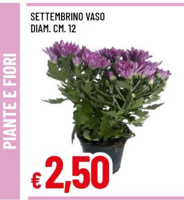 Settembrino Vaso