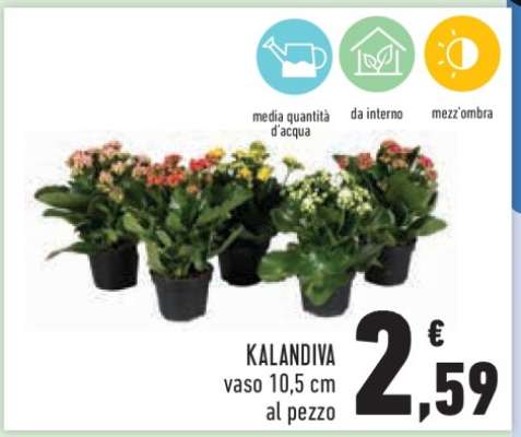 KALANDIVA