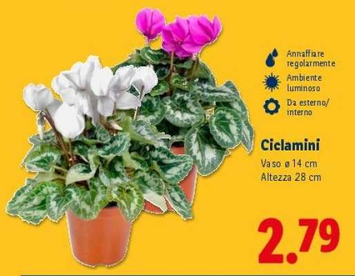 Ciclamini