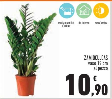 Zamioculcas