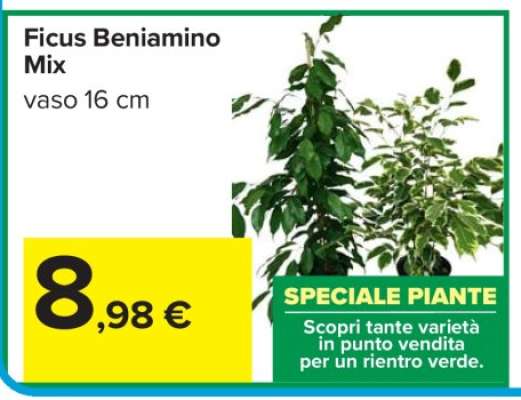 Ficus Beniamino Mix