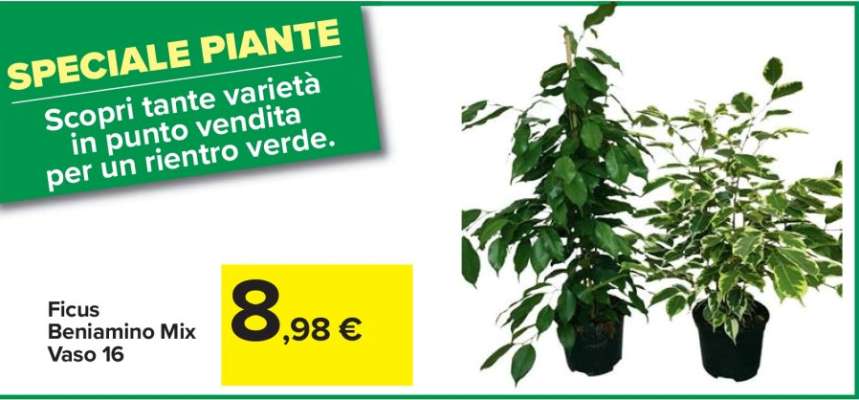 Ficus Beniamino Mix Vaso 16
