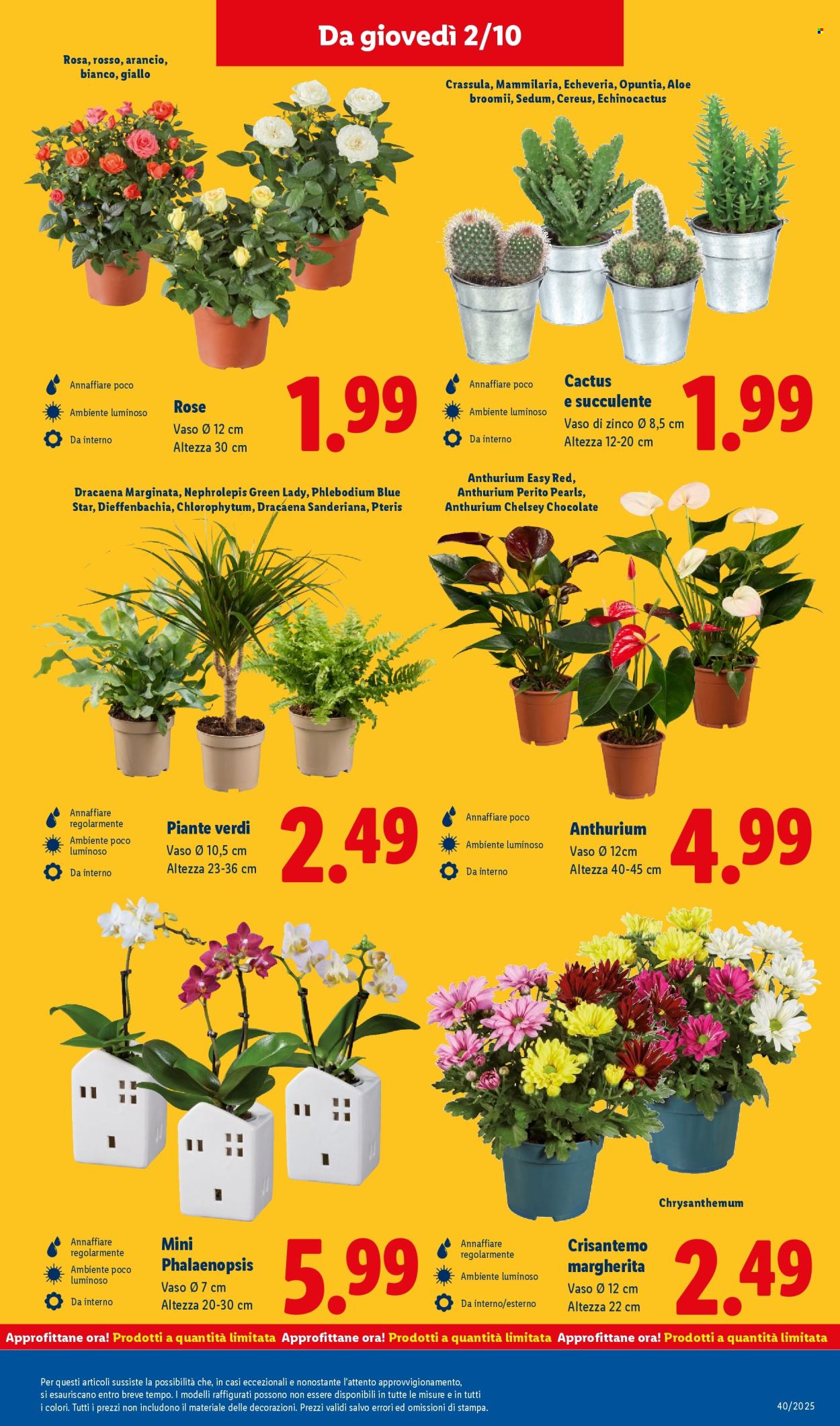 Volantino Lidl - 29/9/2025 - 5/10/2025. Pagina 31
