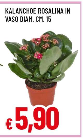 Kalanchoe Rosalina