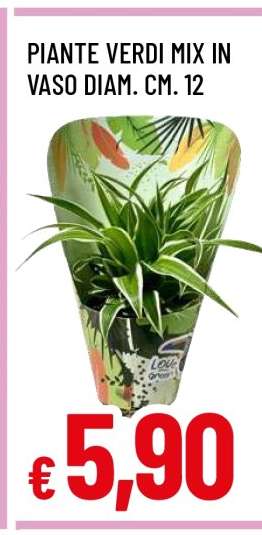 PIANTE VERDI MIX IN VASO DIAM. CM. 12