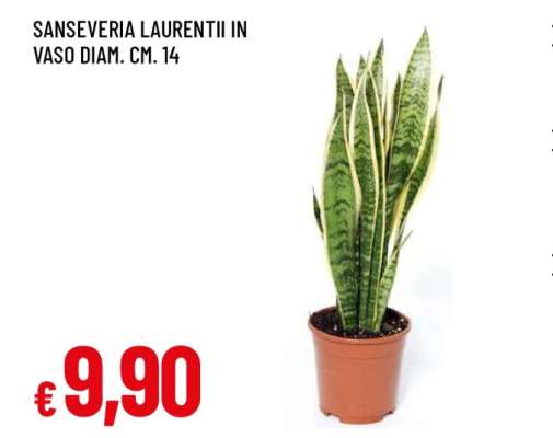 SANSEVERIA LAURENTII