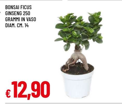 Bonsai Ficus Ginseng