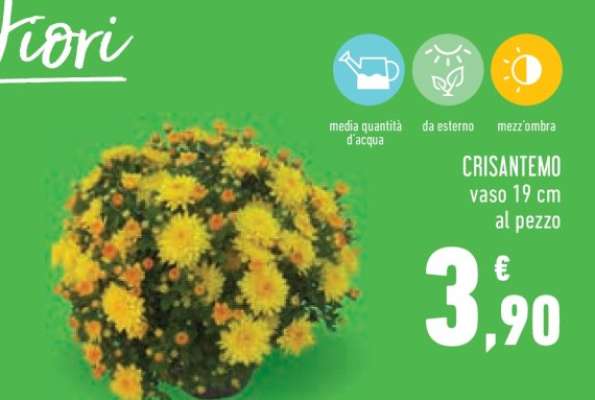 CRISANTEMO