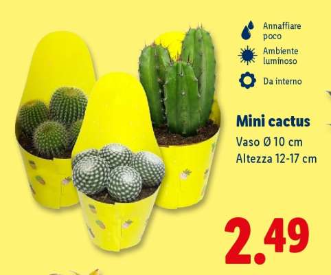 Mini Cactus