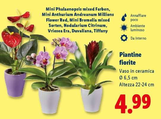 Piantine fiorite