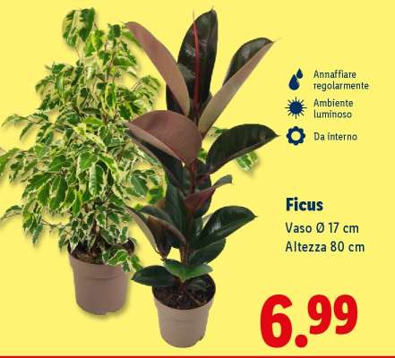 Ficus