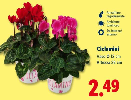 Ciclamini
