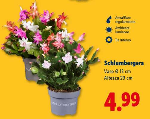 Schlumbergera