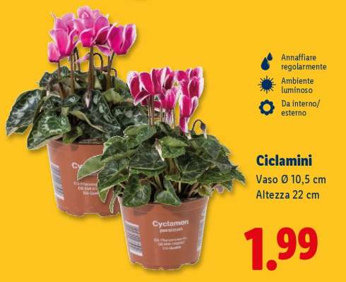 Ciclamini