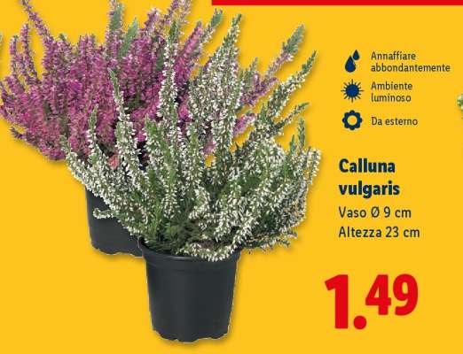 Calluna vulgaris