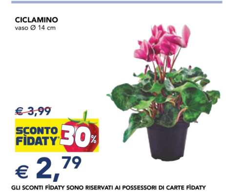 CICLAMINO