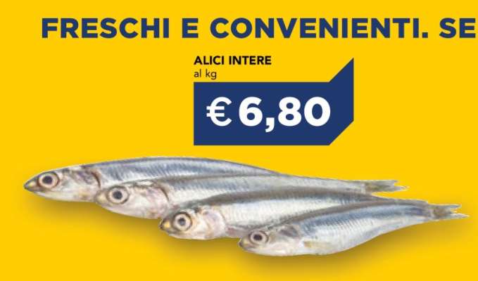 ALICI INTERE