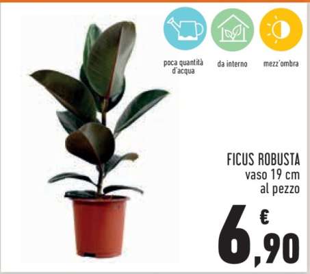 Ficus Robusta