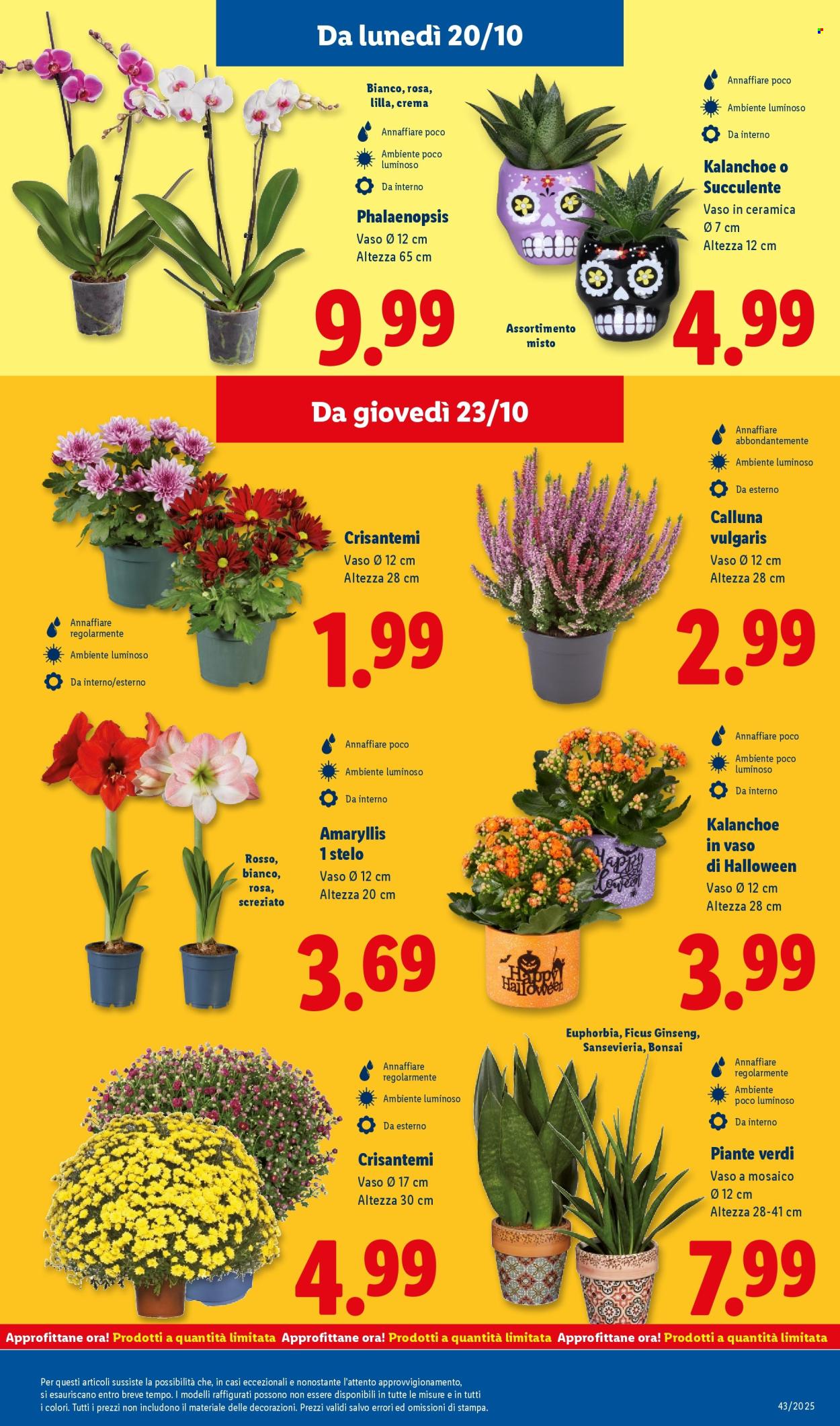 Volantino Lidl - 20/10/2025 - 26/10/2025. Pagina 41