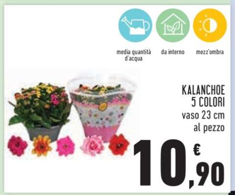 KALANCHOE 5 COLORI
