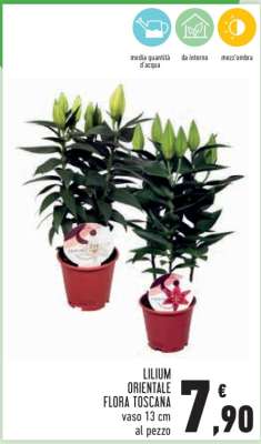 Lilium Orientale Flora Toscana
