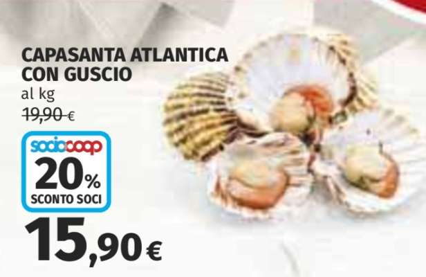 CAPASANTA ATLANTICA CON GUSCIO