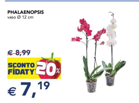 Phalaenopsis