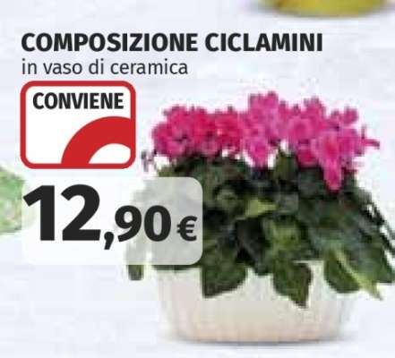 COMPOSIZIONE CICLAMINI
