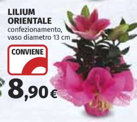 Lilium Orientale