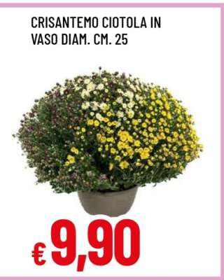 CRISANTEMO CIOTOLA