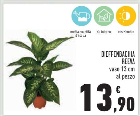 DIEFFENBACHIA REEVA