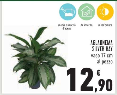 AGLAONEMA SILVER BAY