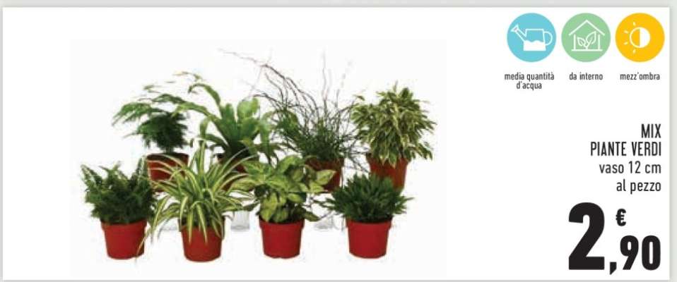 MIX PIANTE VERDI
