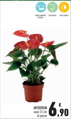 ANTHURIUM
