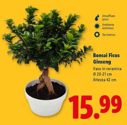 Bonsai Ficus Ginseng