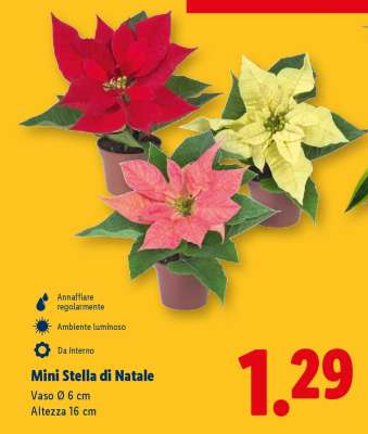 Mini Stella di Natale