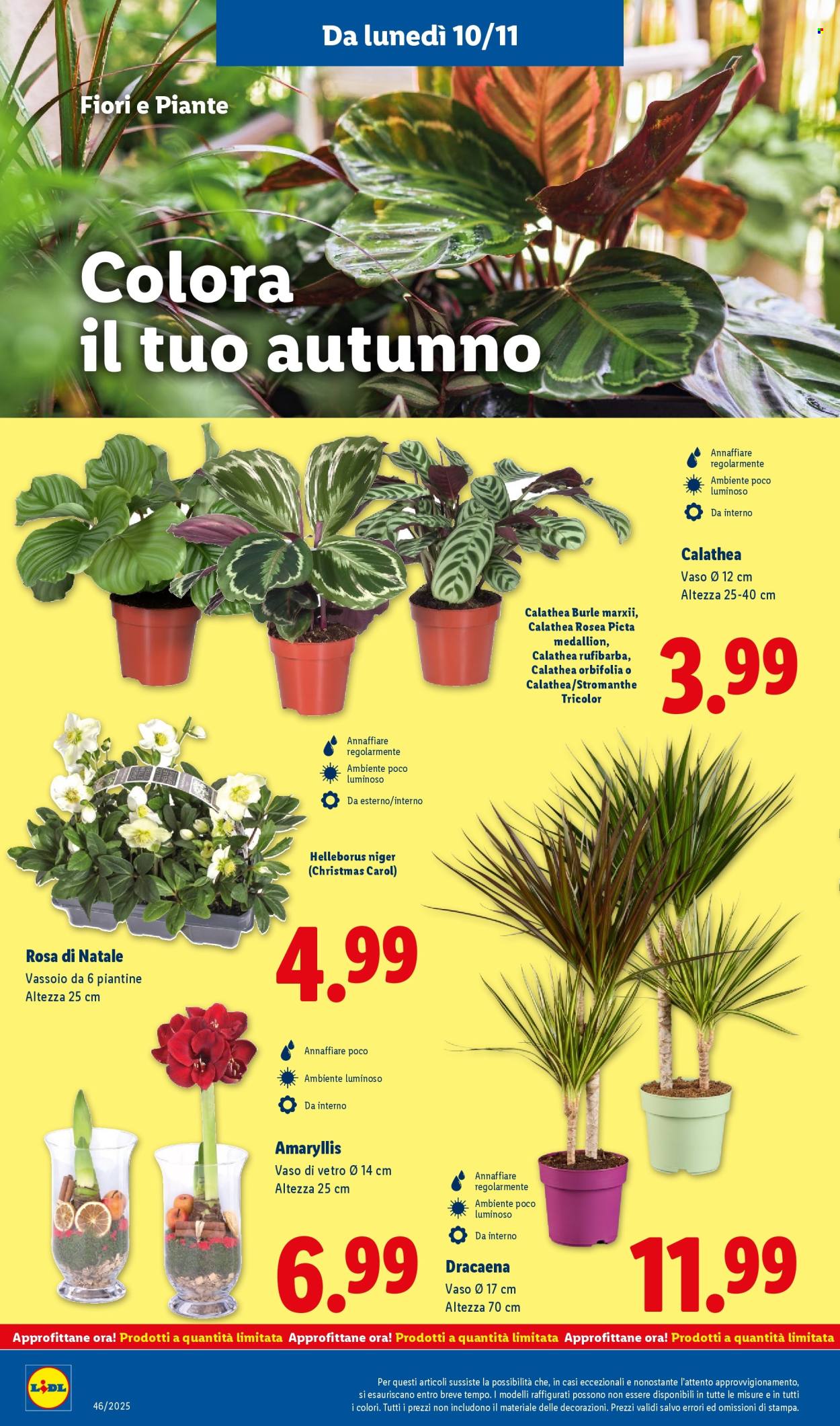 Volantino Lidl - 10/11/2025 - 16/11/2025. Pagina 34