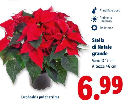Stella di Natale grande
