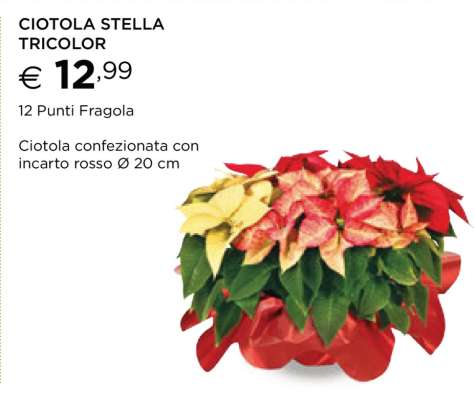 CIOTOLA STELLA TRICOLOR
