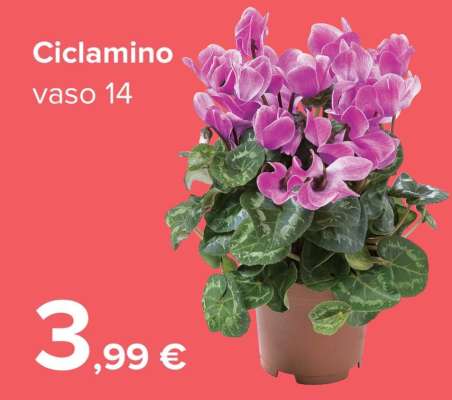 CICLAMINO
