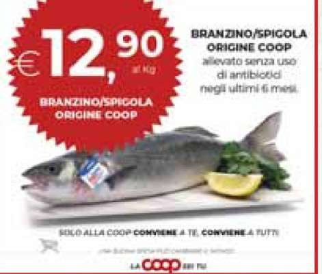 BRANZINO/SPIGOLA ORIGINE COOP