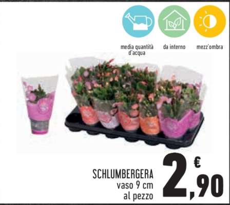Schlumbergera